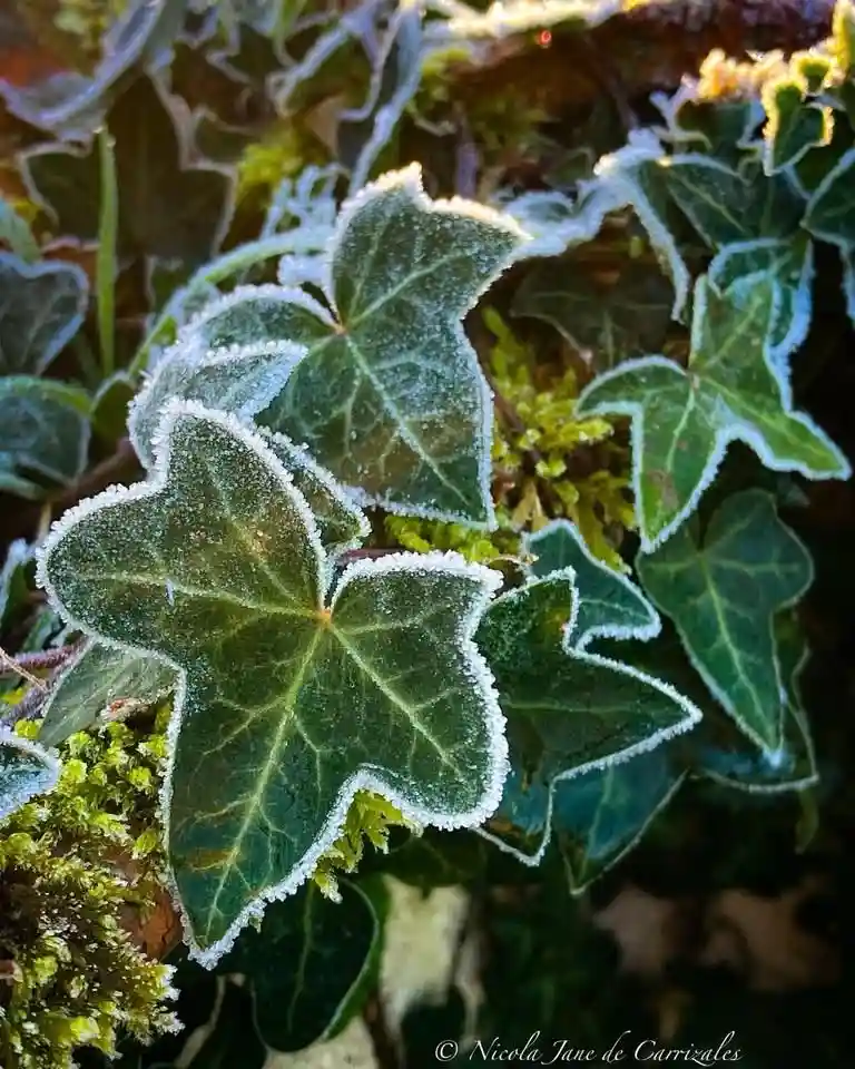 A close-up photograph of green ivy leaves covered in delicate white frost, with moss visible in the background. The overlaid…