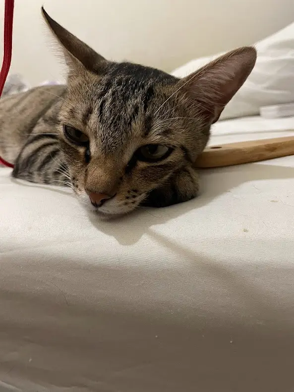 A tabby cat with a grumpy, half-lidded expression lies on a white bedsheet, looking unimpressed. A wooden spoon rests beside…