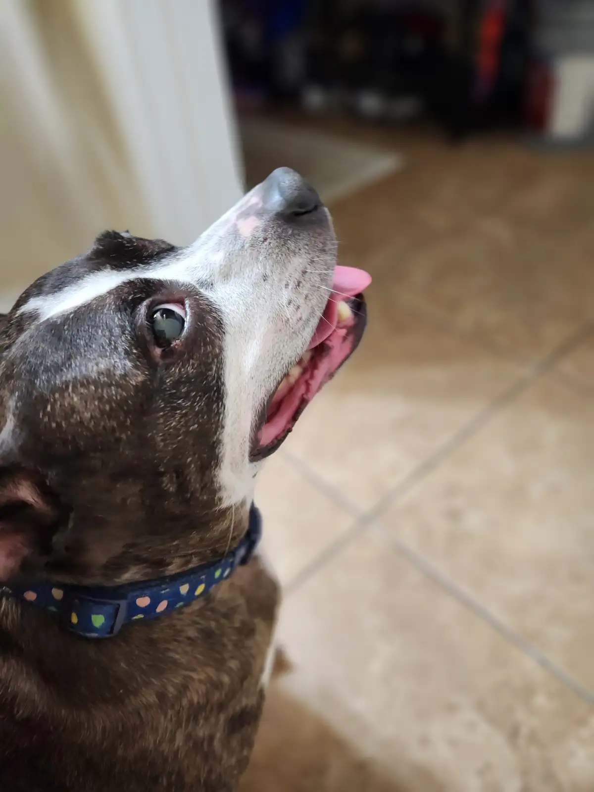 A close-up of a brown and white dog with a blue polka-dot collar looking upward with its mouth open and tongue out, as if…