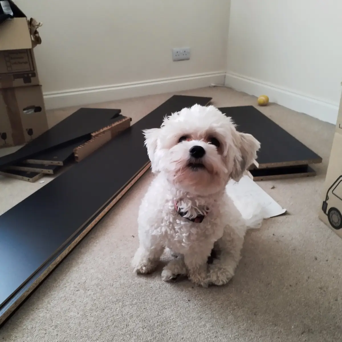 A small, fluffy white dog sits on a carpeted floor surrounded by black flooring planks and cardboard boxes, looking up with…