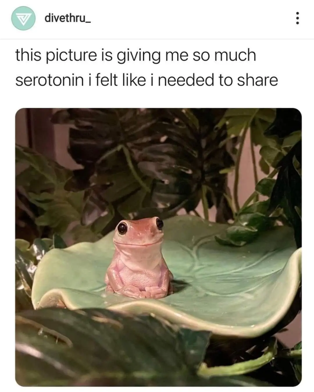 A small, pink frog with large, dark eyes sits upright on a light green ceramic leaf-shaped dish, surrounded by dark green…