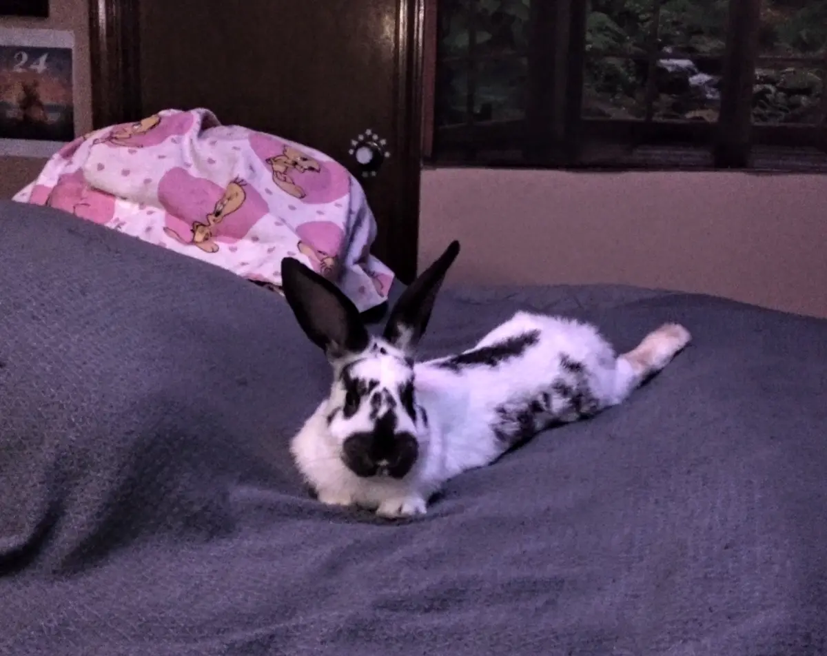 A black-and-white rabbit with long ears lies sprawled on a gray blanket, looking relaxed and slightly sleepy. Behind it, a…