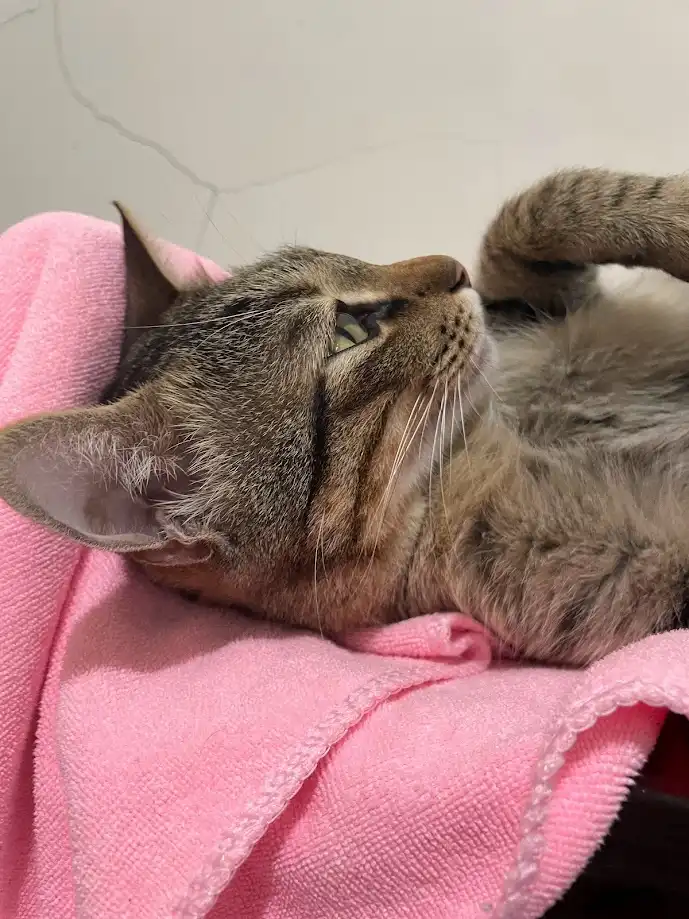 Cuteness Overload: Another Cat Moment