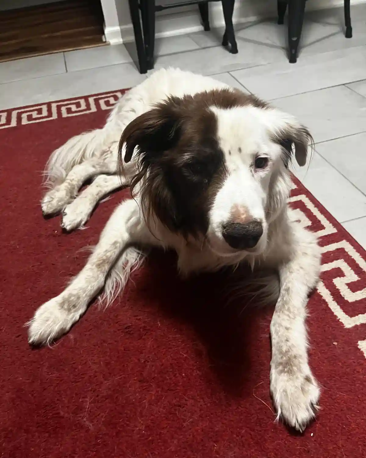A brown and white dog with a sad, tired expression lies sprawled on a red rug with a white geometric border. The dog's fur…