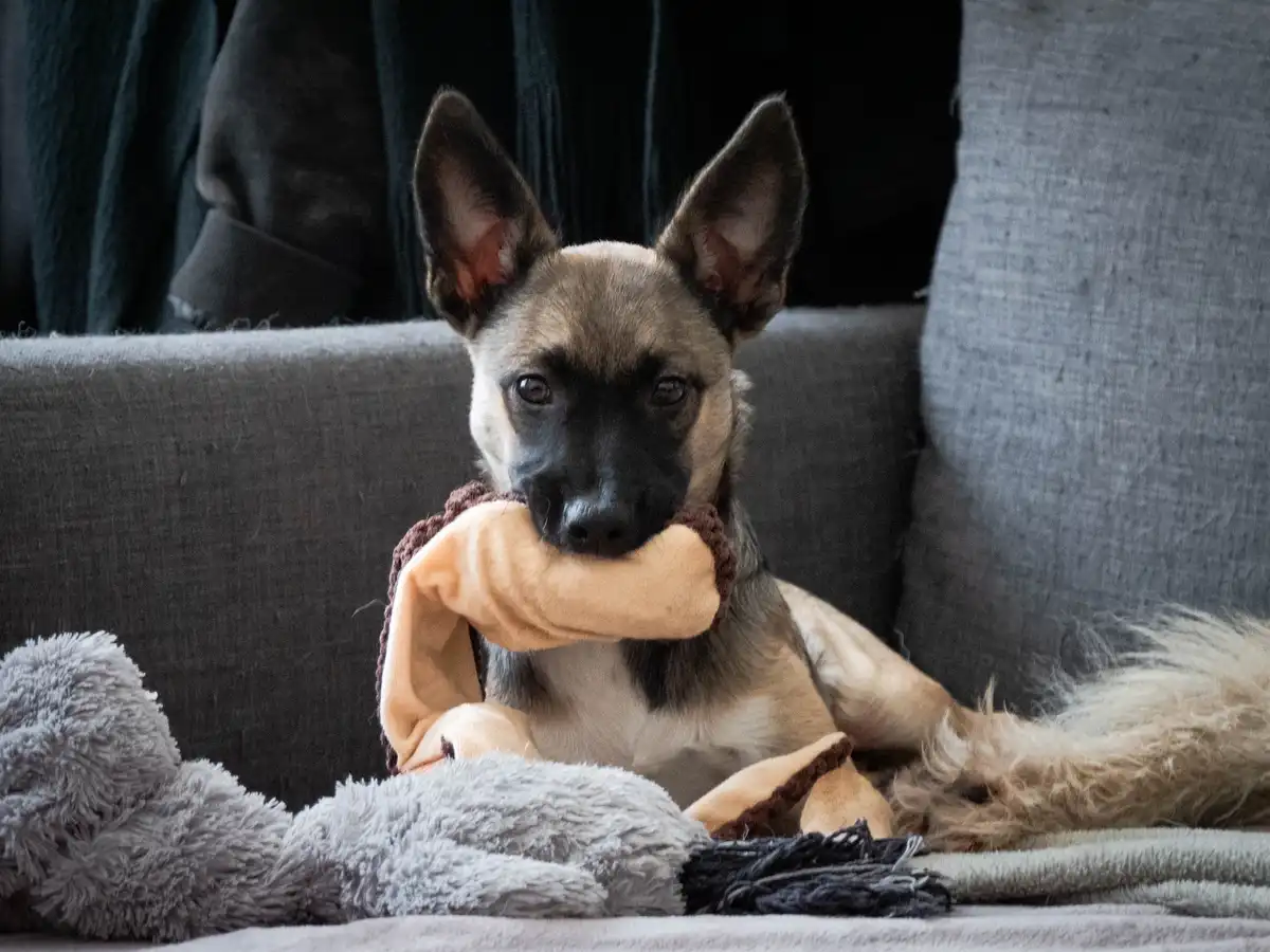A young Belgian Malinois puppy with pointed ears and a black muzzle sits on a gray couch, holding a tan plush toy in its…