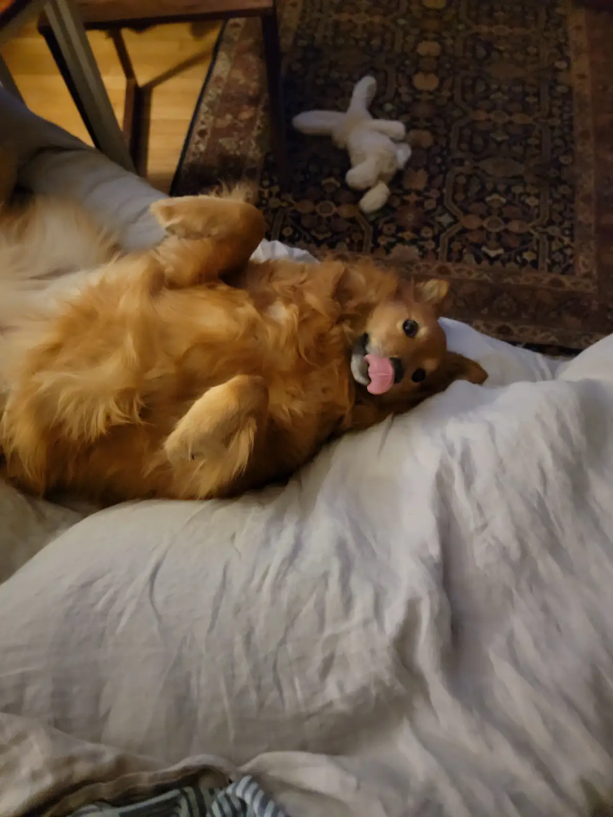 A fluffy golden retriever lies on its back on a rumpled white bed, tongue out and looking relaxed, with a white stuffed toy…