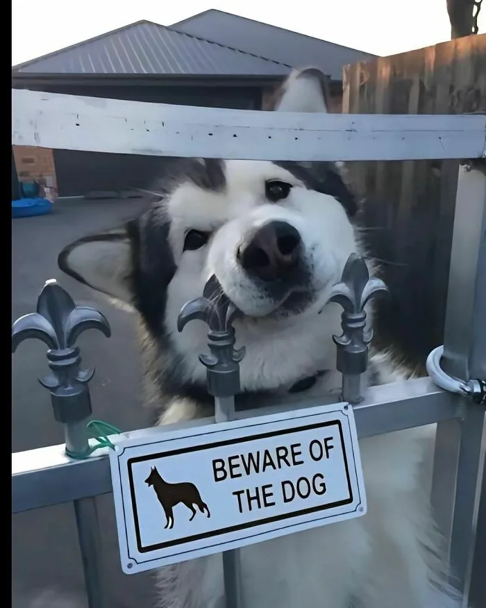 I Can't Resist Petting the Dog!
