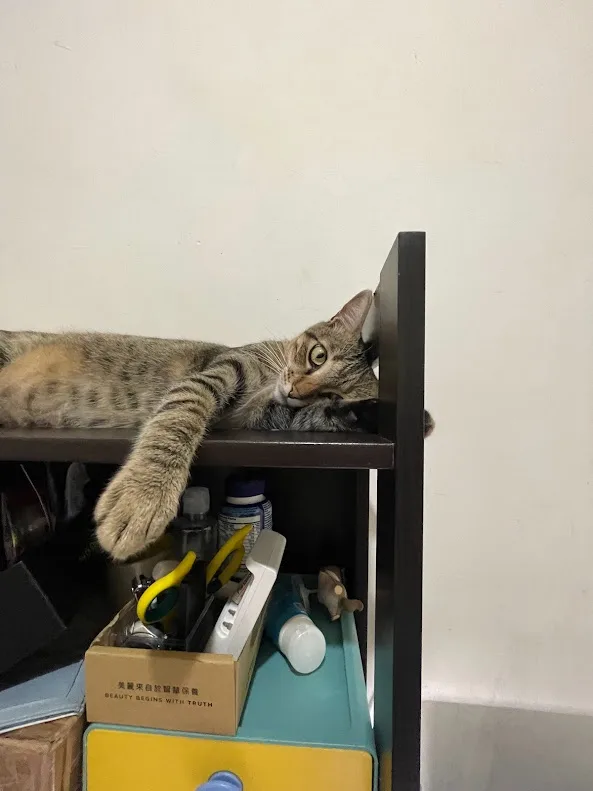 Adorable Cat Moments