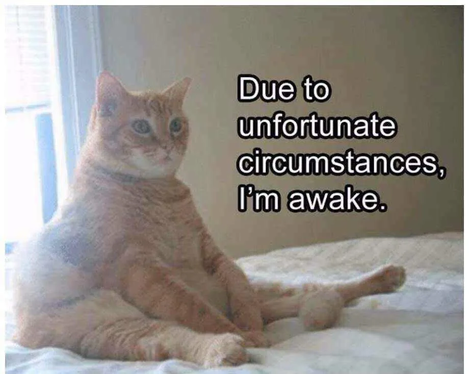 New Year, Old Memes: The 72nd Edition