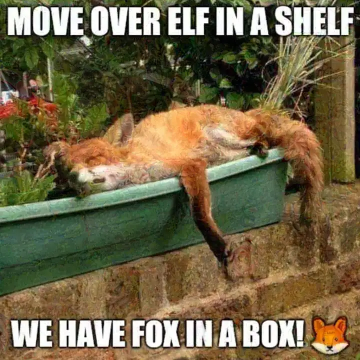 The Adorable Fox in the Box: A Cuteness Overload