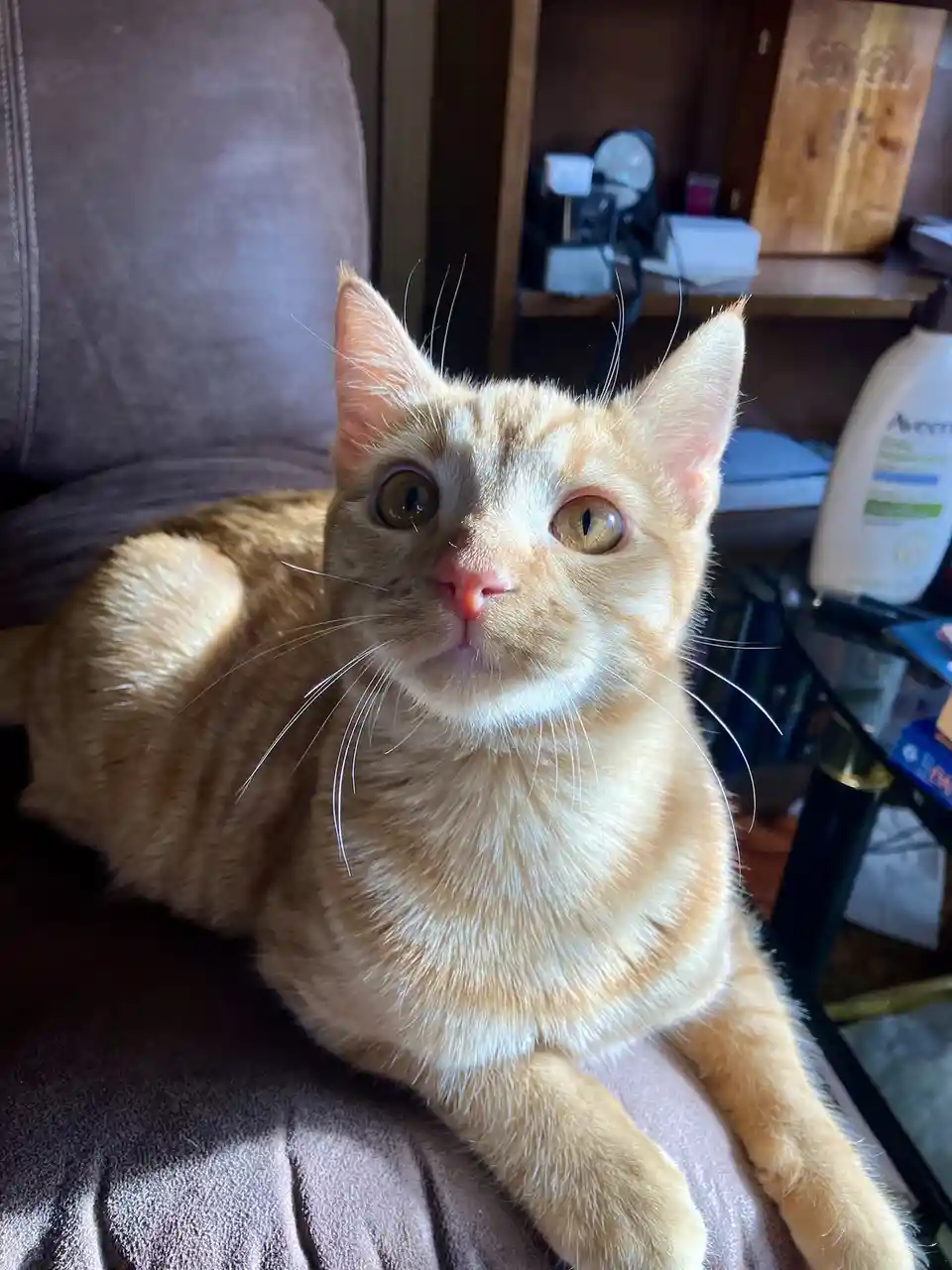 An orange tabby cat with wide, startled eyes sits on a gray couch, looking directly at the camera. The cat has a white chest…