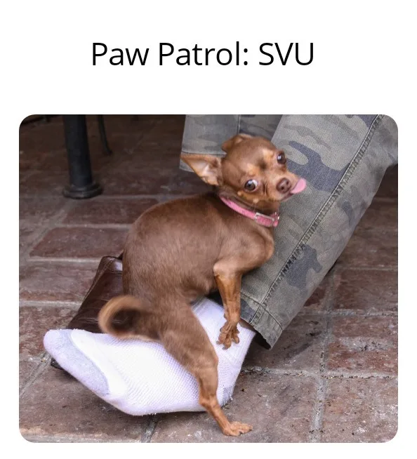 A small brown chihuahua with wide eyes and a pink collar is sitting on a white sock, leaning against a person's leg clad in…