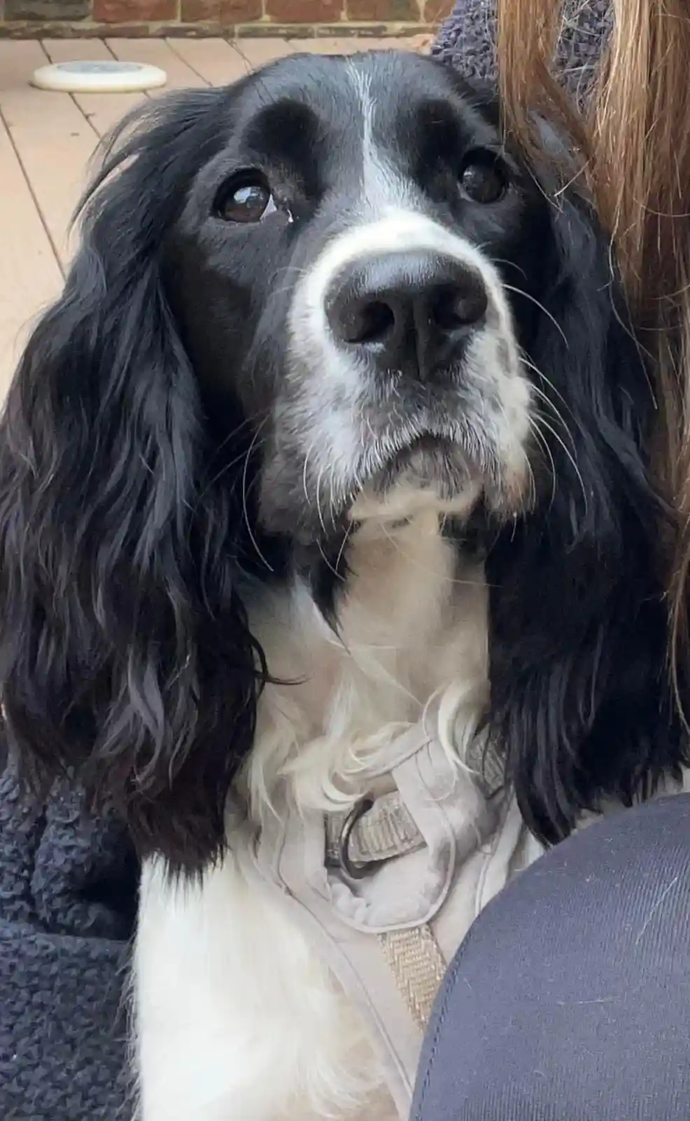 A close-up photo of a black and white dog with long, floppy ears and a tear visible in its left eye, looking upward with a…