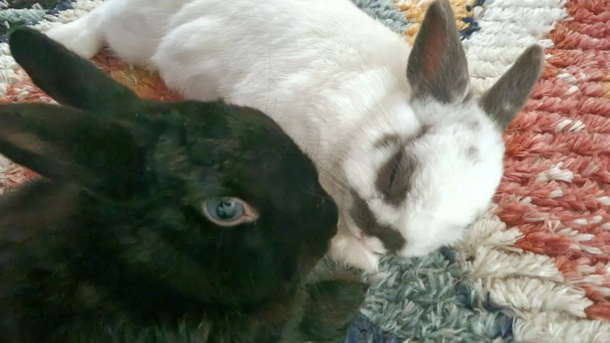 Two rabbits rest on a colorful shag rug; one black rabbit with blue eyes looks toward the camera while a white rabbit with…