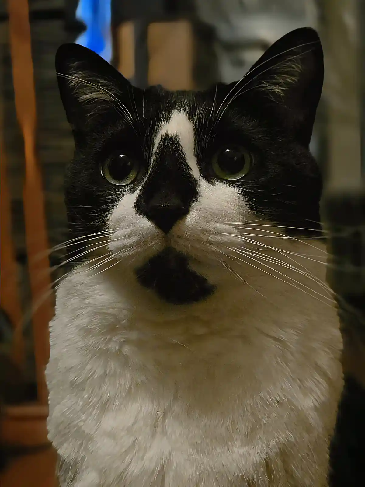 A close-up photo of a black and white cat with wide, round green eyes staring directly at the camera. The cat has a…