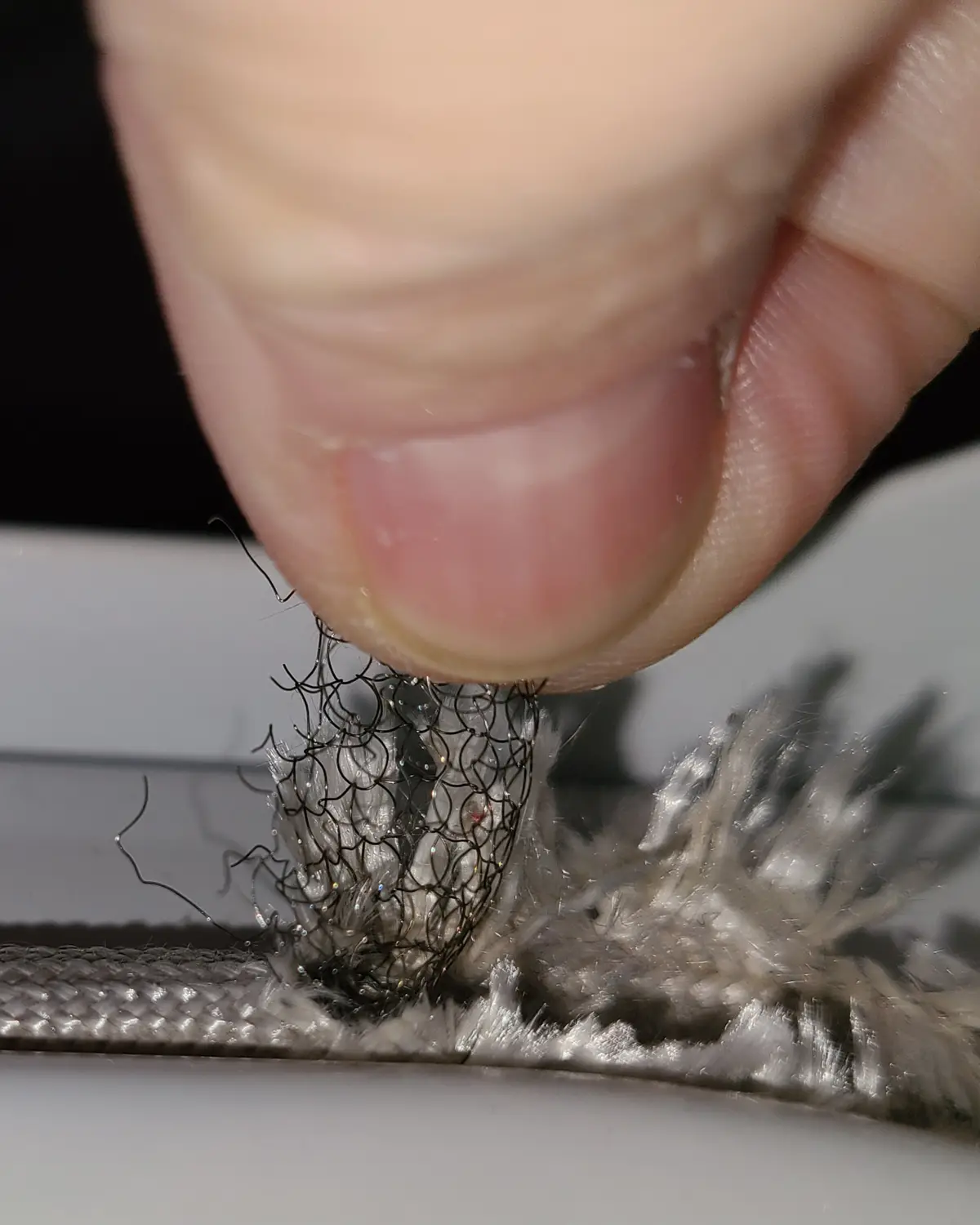 A close-up photo shows a person's thumb and forefinger holding a small, dark, web-like structure embedded in a fuzzy, gray…