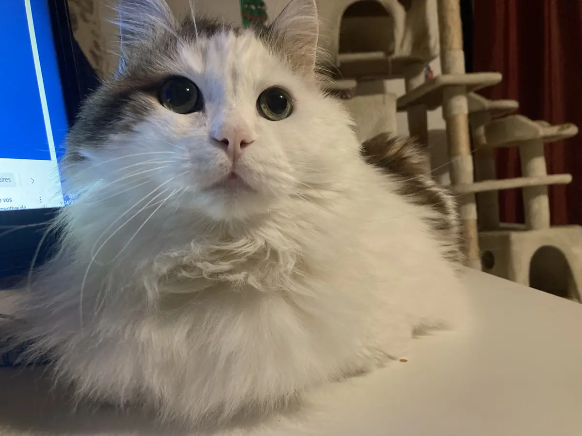A fluffy white and gray cat with wide, startled eyes stares directly at the camera while resting on a white surface, with a…
