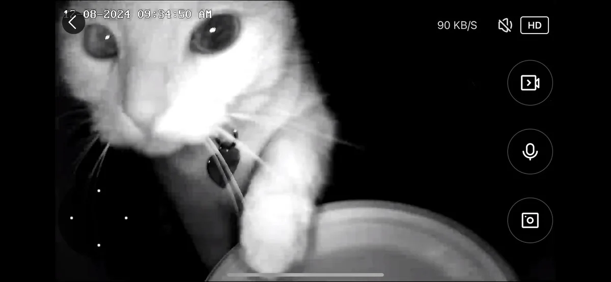 The Camera Clicks as We Check on the Cats