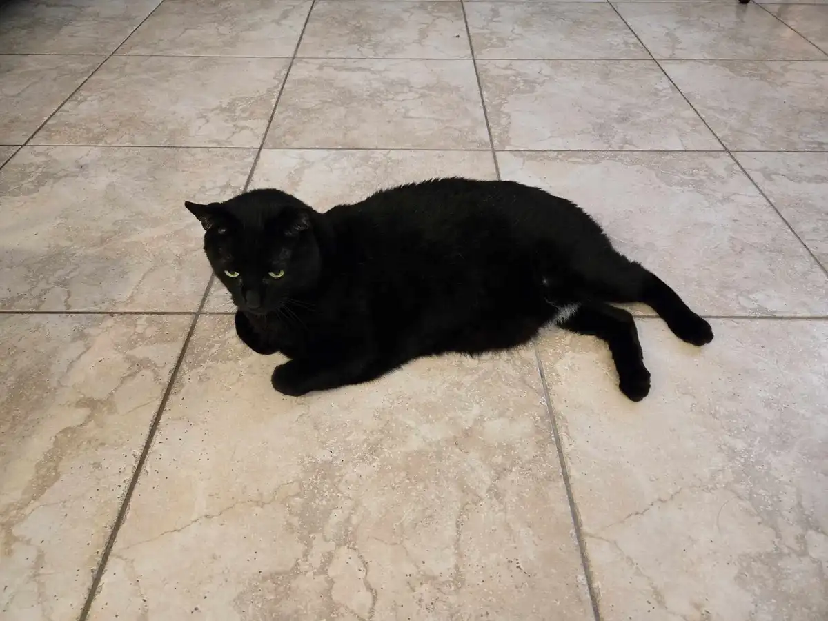Wishing You a Merry Christmas from the Void Panther!