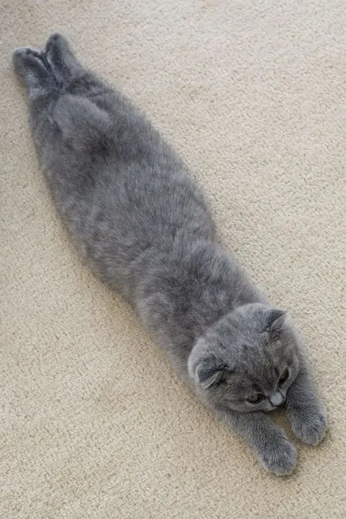 A gray cat is stretched out long and thin on a beige carpet, its body forming a straight line from head to tail. The cat's…