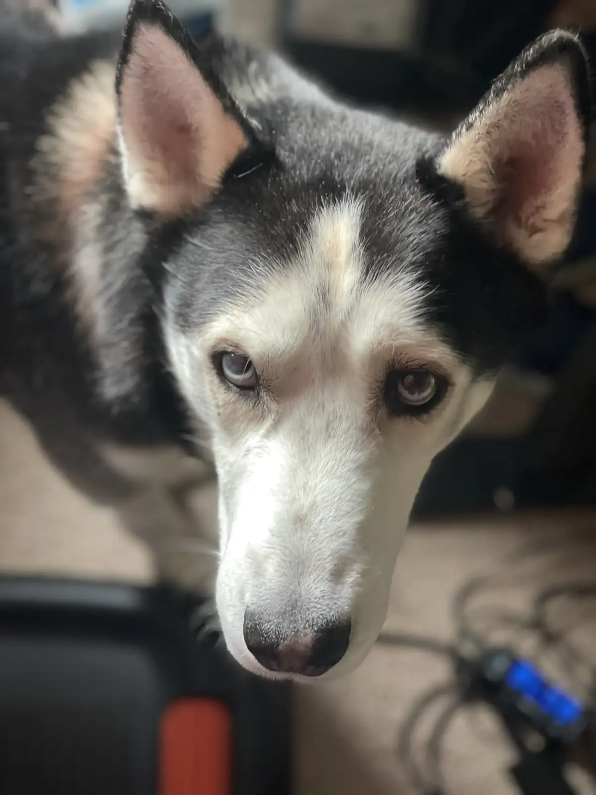 A close-up photo of a black and white husky-like dog looking directly at the camera with a sad, pleading expression. The dog…