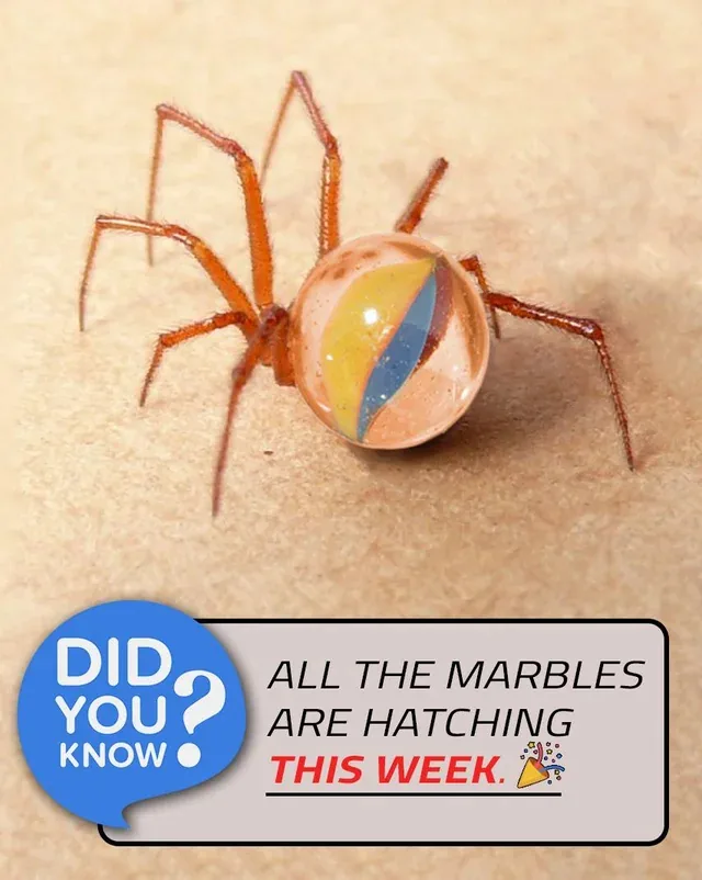 A close-up photo of a spider with a colorful, striped, beach-ball-like abdomen, set against a beige background. Overlaid…