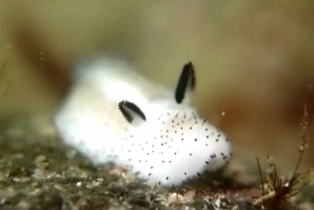 Slug Bun: No Slug Left Behind