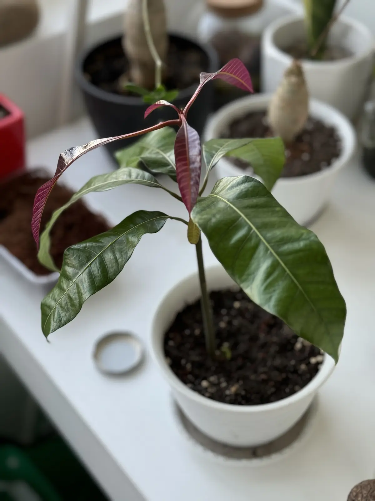 A close-up photo of a small potted plant with glossy green leaves and reddish-purple new growth, sitting on a white shelf…