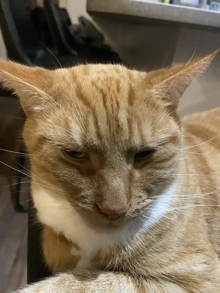 A close-up photo of an orange tabby cat with a white chest, looking directly at the camera with half-closed, unimpressed…