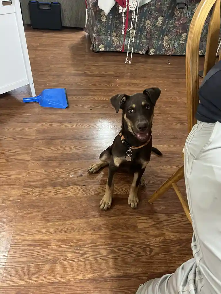 A brown and tan dog with floppy ears sits on a hardwood floor looking up at the camera with a guilty or hopeful expression…