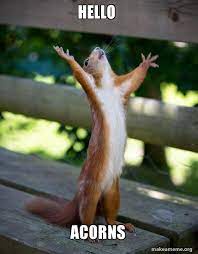 A red squirrel stands upright on a wooden bench with its arms raised and mouth open, as if greeting something. The text…