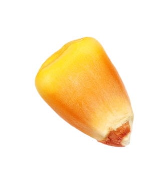 A single yellow corn kernel isolated on a white background, with the overlaid text 'i'm not a corn kernel, i'm a corn…