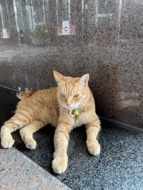 Yet Another Adorable Cat Encounter
