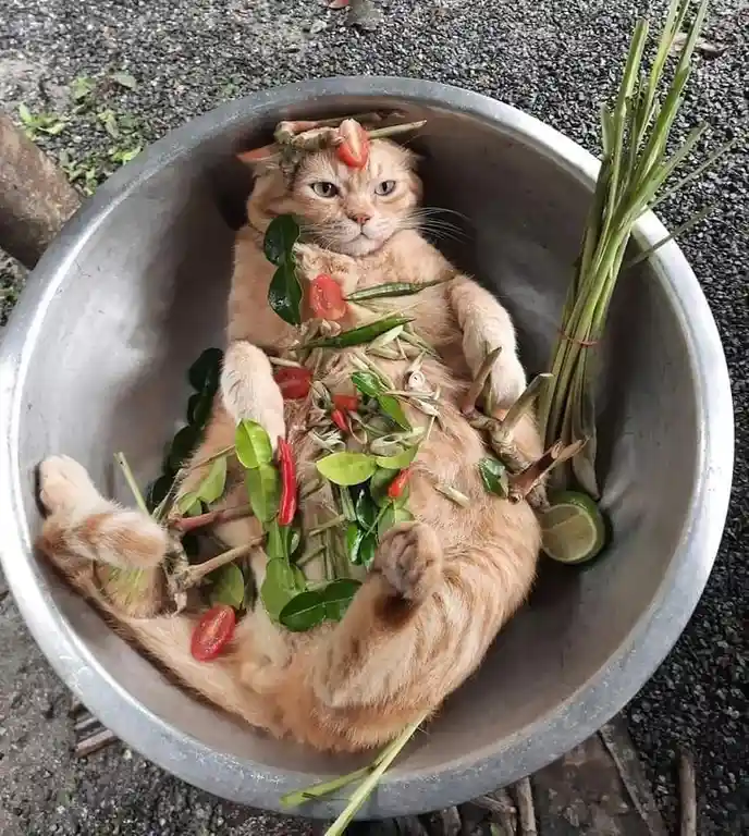 The Cat's Choice: Do or Do Not
