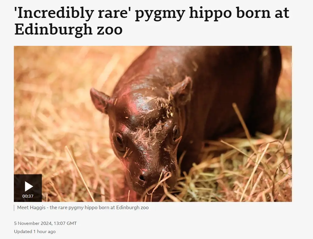 Meet 'Haggis', the Edinburgh Zoo Sensation!