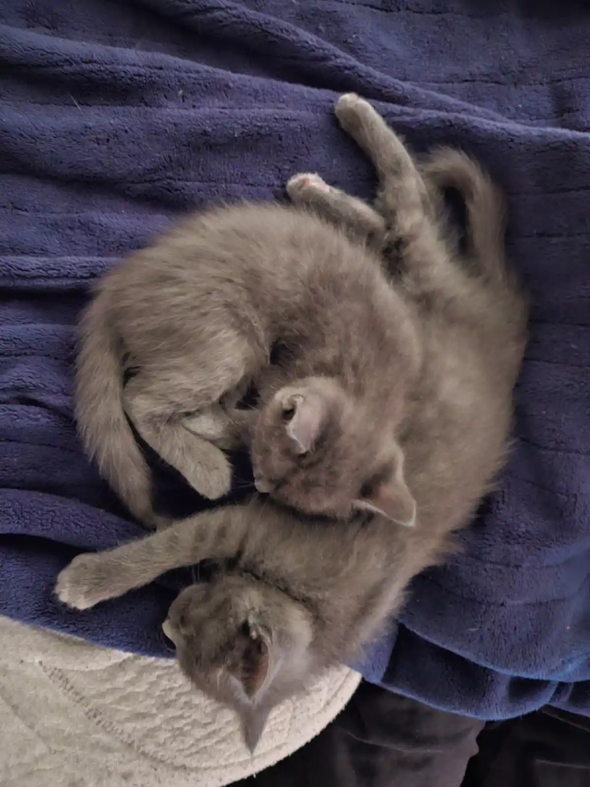 Two gray kittens are curled up and sleeping soundly on a blue fleece blanket, one on top of the other, with their paws and…