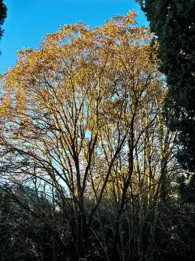 Capturing Nature: Kodak Z950 Trees
