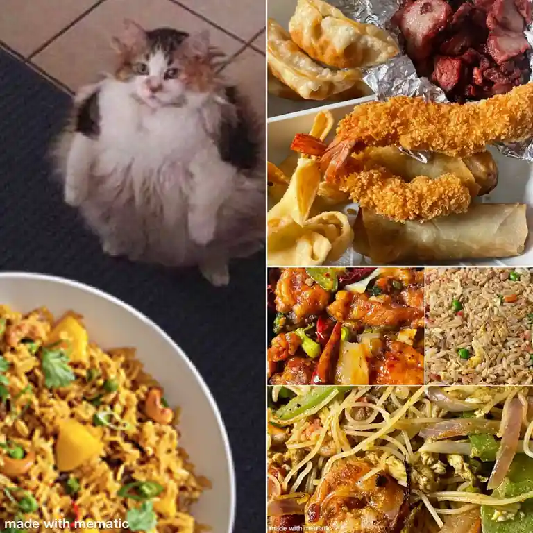 A collage of six images: a fluffy, round-faced cat looking up, a plate of fried rice with cashews and herbs, a takeout…
