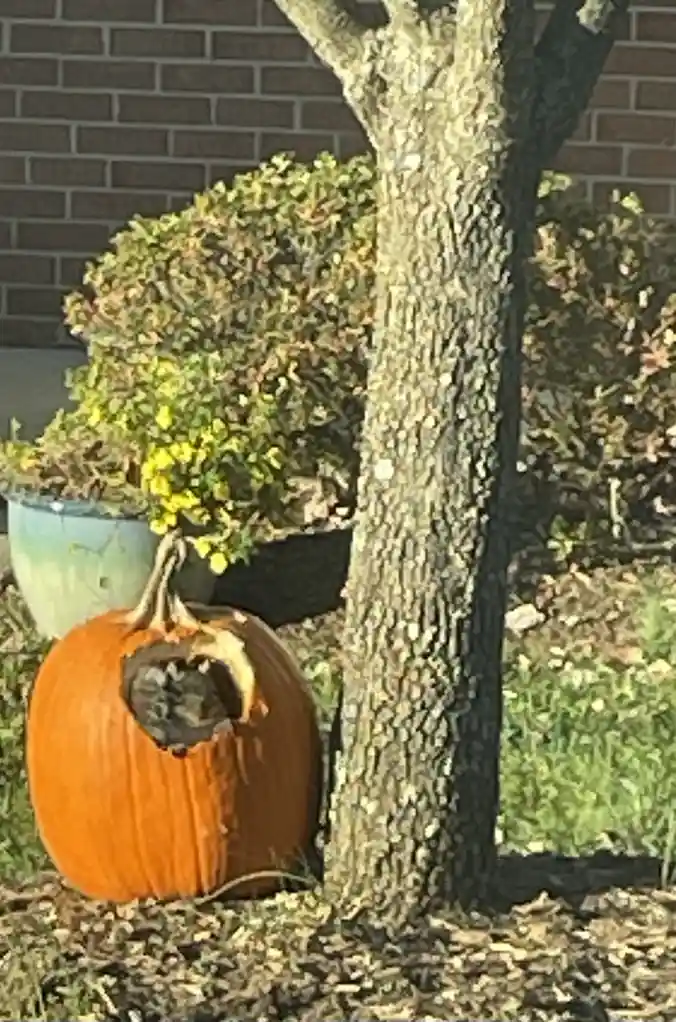 Look Out! It's a Squirrel!