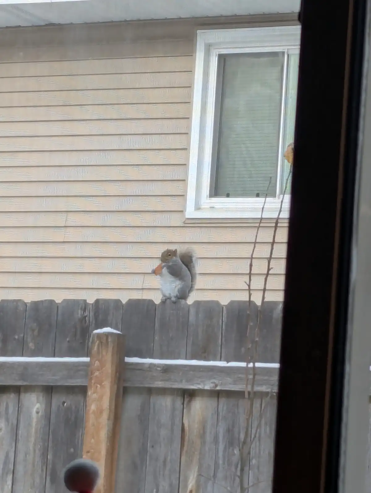 Meet the Most Impressive Squirrel I've Ever Encountered!