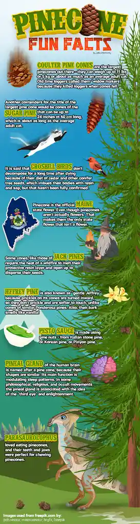 Essential Pinecone Knowledge for All Team Pinecone Members