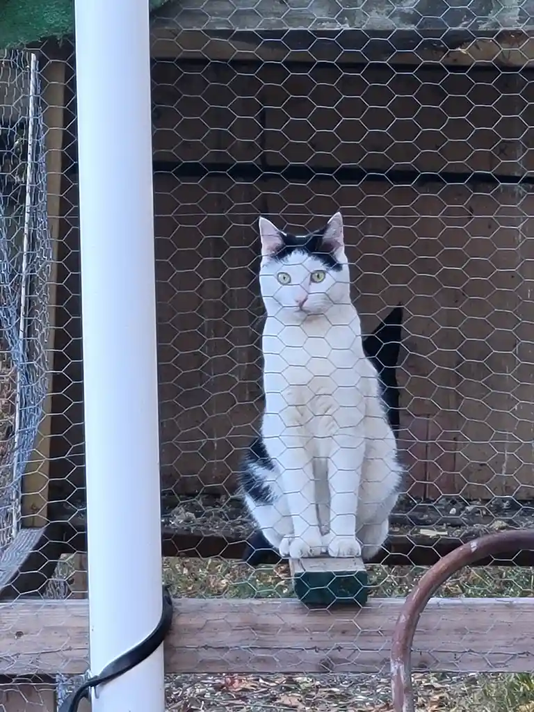 A black-and-white cat sits upright behind a hexagonal wire mesh fence, looking directly at the camera with a serious…