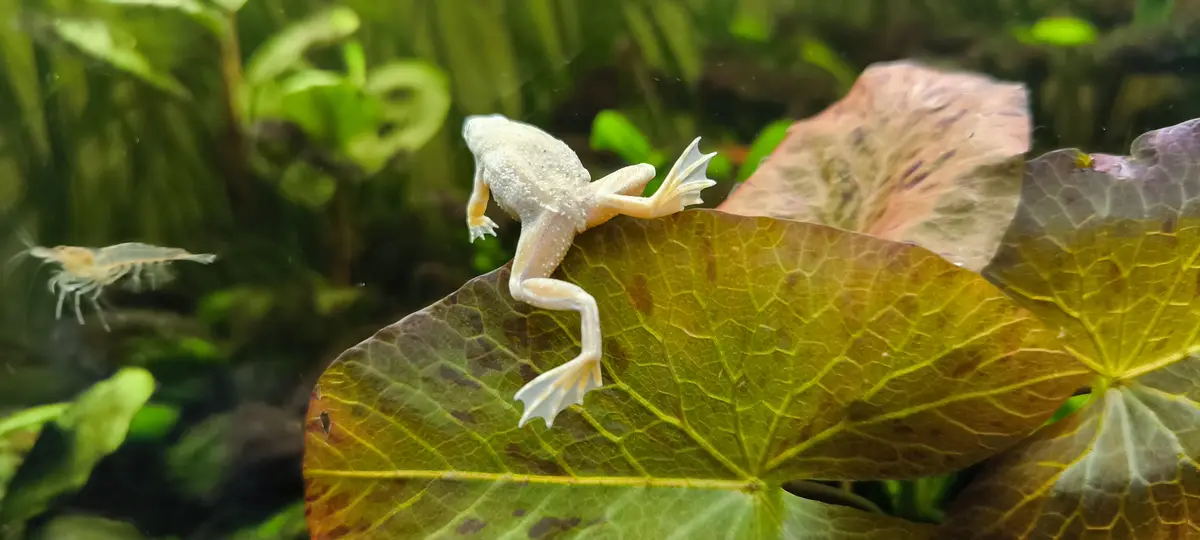 A pale, translucent frog with webbed feet is perched on a large green lily pad in an aquarium, with a small shrimp visible…