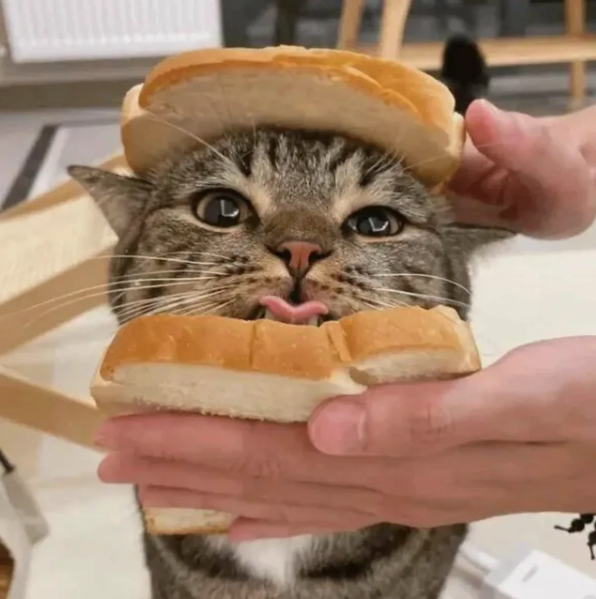 A tabby cat has a slice of bread placed on its head and another slice held in front of its mouth by human hands, making it…