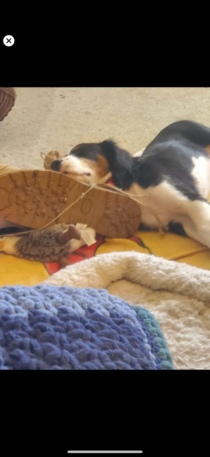 A black, white, and tan dog is sleeping soundly with its head resting on the sole of a brown shoe, which is lying on a…