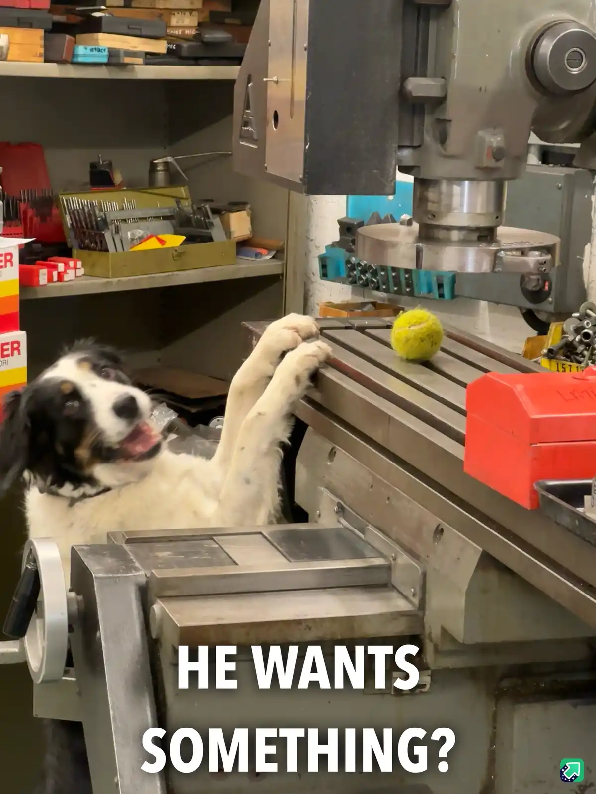 A black, white, and tan dog with its paws on a metal milling machine table looks up with an eager expression, as if asking…