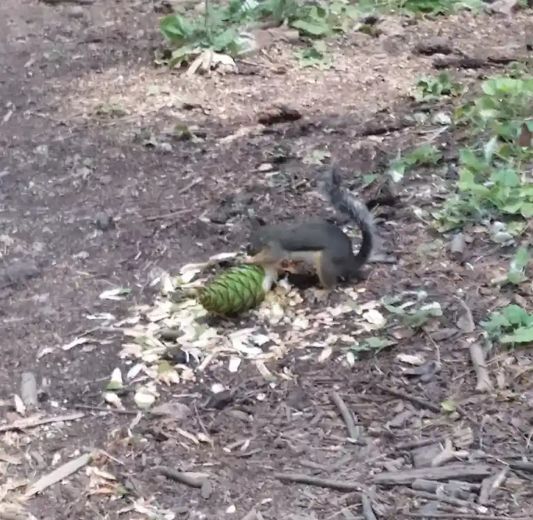 A small squirrel with a dark back and lighter underbelly is on dirt ground surrounded by leaves and twigs, actively gnawing…