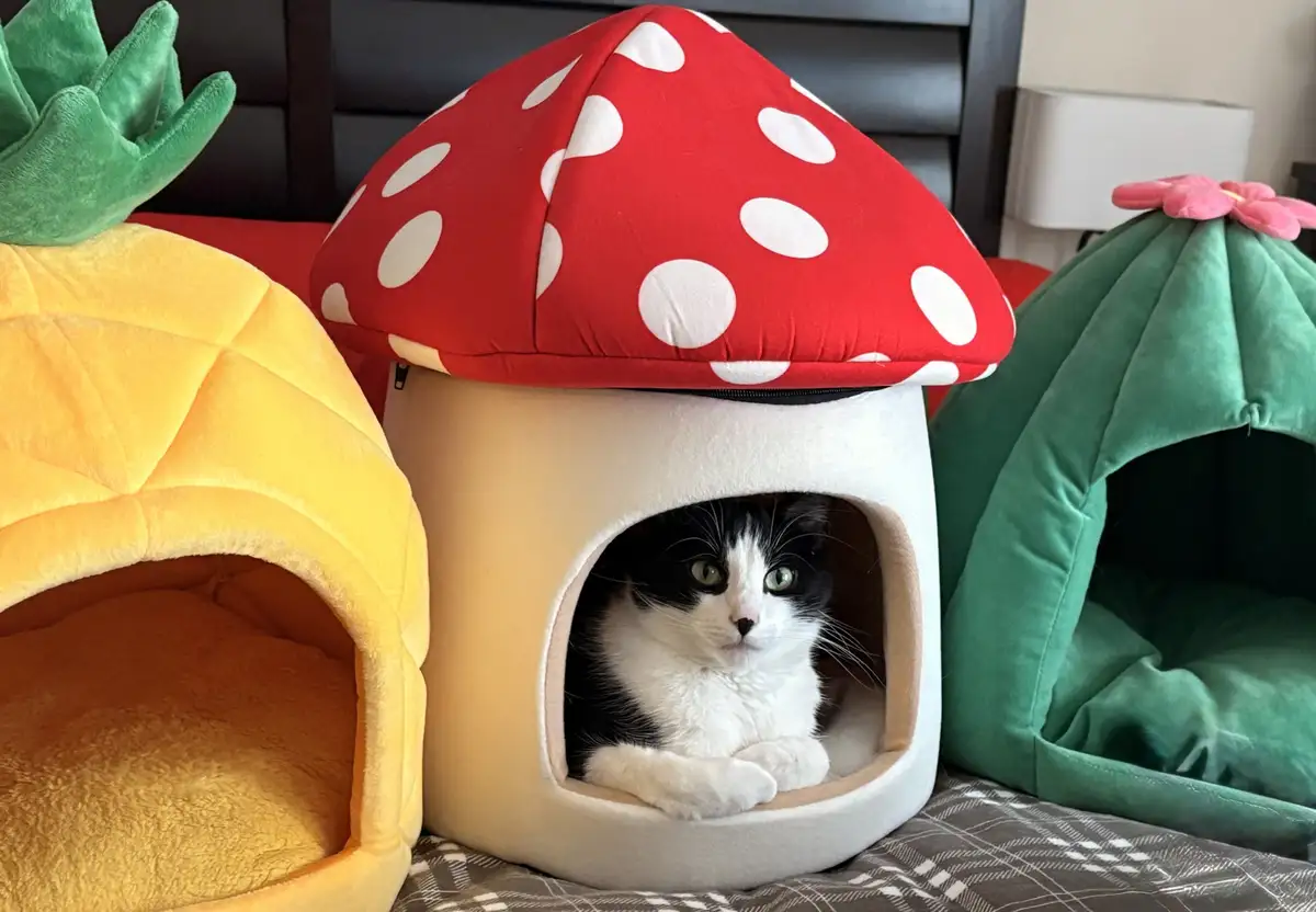 A black-and-white cat sits inside a plush red-and-white polka-dotted mushroom-shaped pet bed, looking out with a serious…