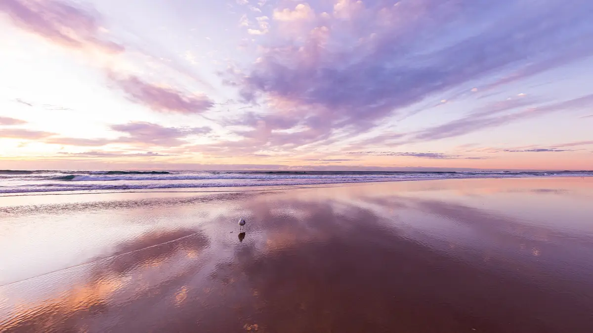 A Bird's Encounter with the Beach
