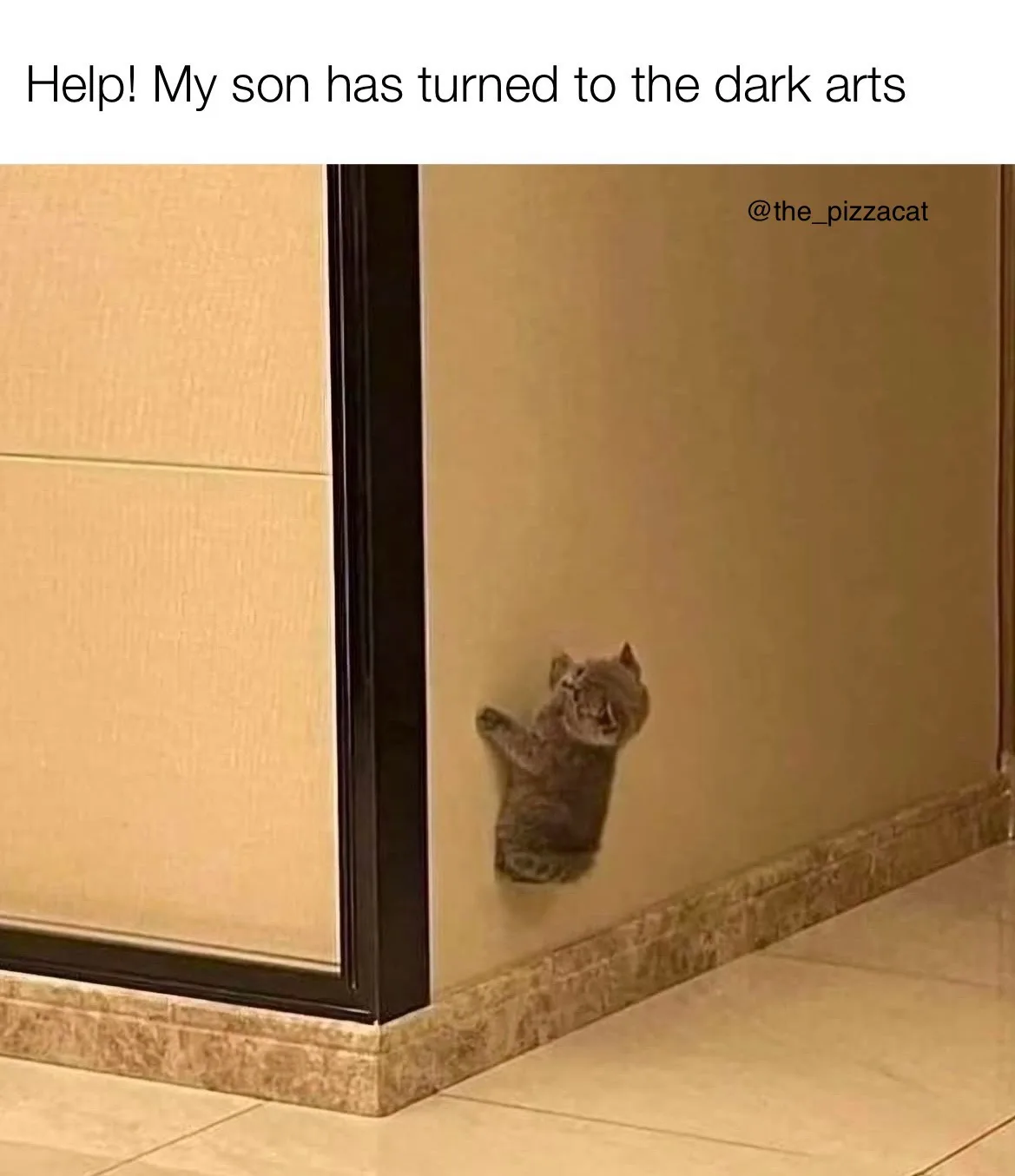 A small gray kitten is pressed against a beige wall in an indoor corner, appearing to be stuck or stuck with its paws…